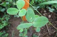 Cheaters in nature – are mutualisms always beneficial?