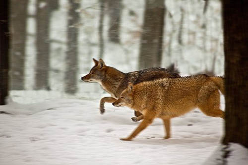 Coyotes-running-snow_-_West_Virginia_-_ForestWander