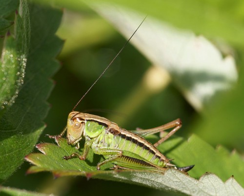 Metrioptera_roeselii cricket