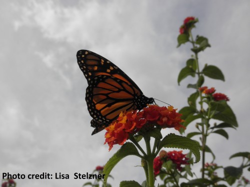 Monarch Photo - Lisa Stelzner