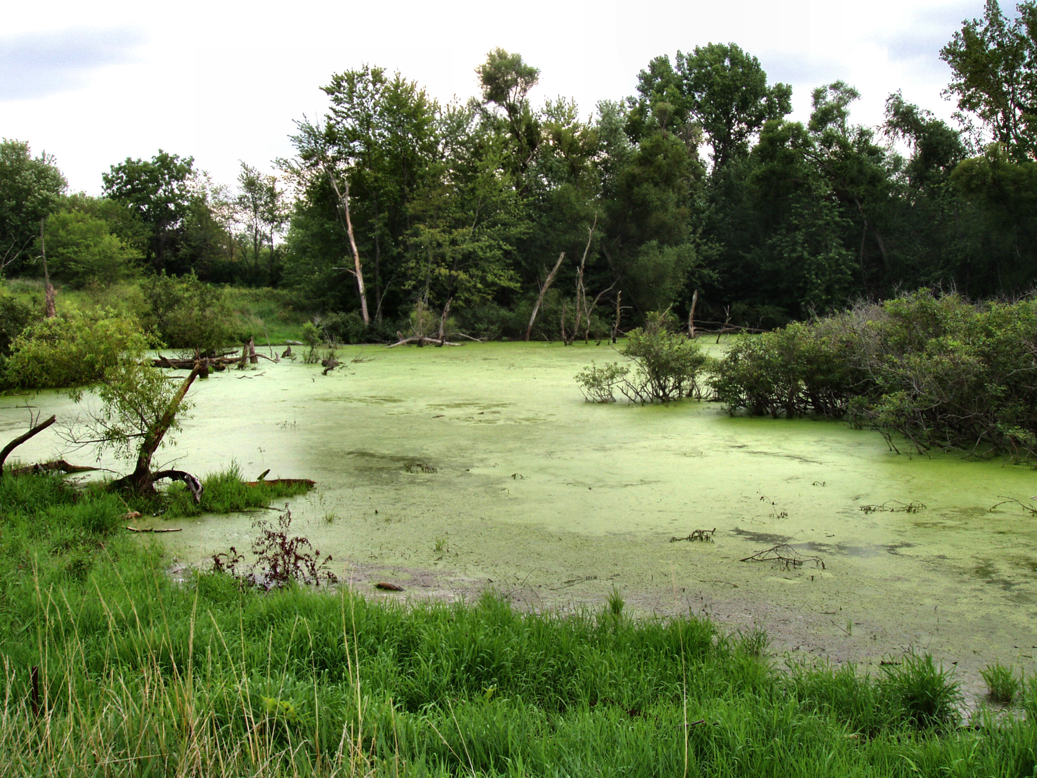 What Are Areas Of Swampy Ground Called