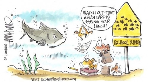 asian_carp