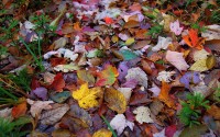 Into Thin Air: What happens to leaves when they decompose?
