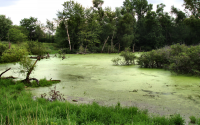 Wetlands: Not just a swampy place