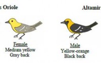 Building Evolutionary Trees: how did New World Oriole colors evolve?